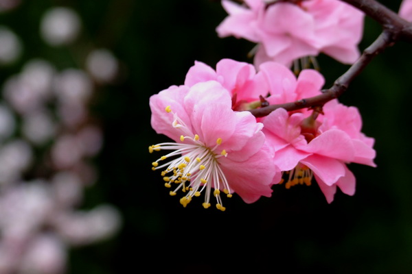 梅花 摄影 聊斋