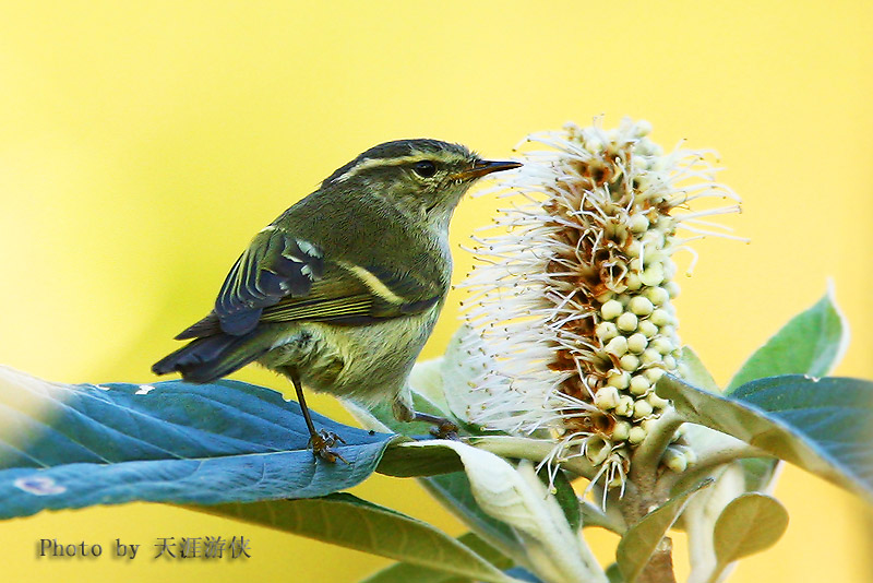 花鸟图 摄影 天涯游侠