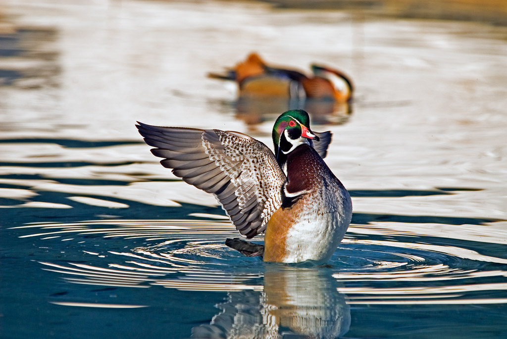 Wood Duck 摄影 fengsheng