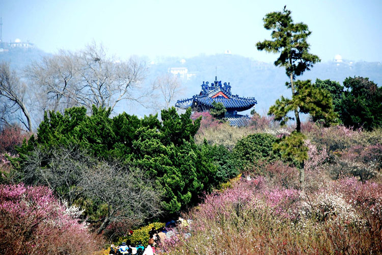 梅花山春晓 摄影 叶明