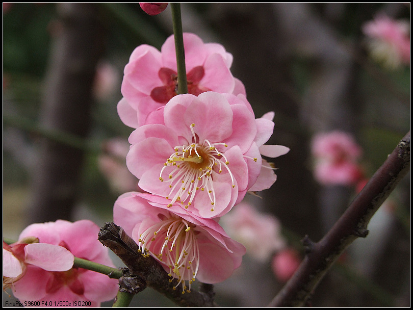 梅花 摄影 漓濱閑人