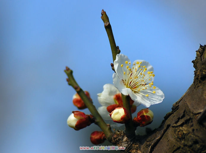 梅花 摄影 pajarito