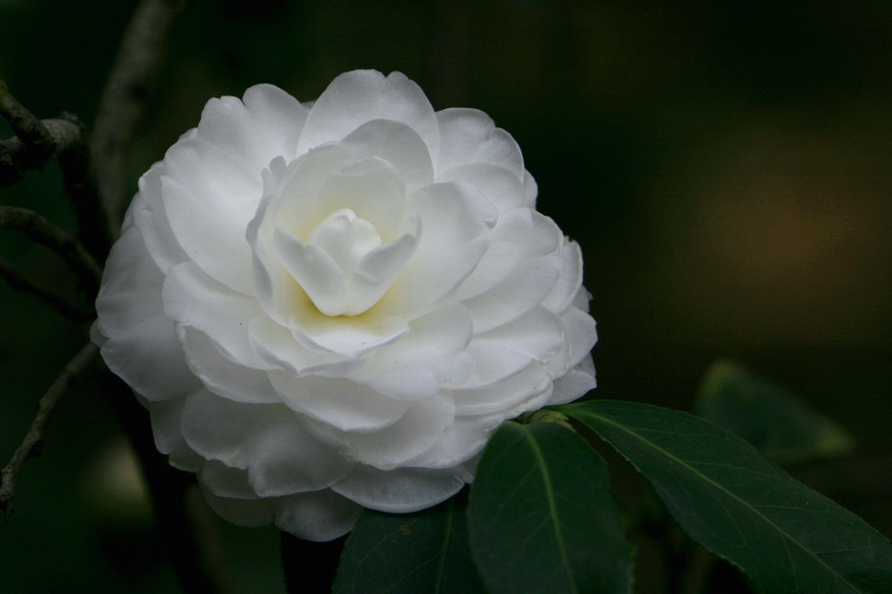 茶花（10） 摄影 laogao-1908