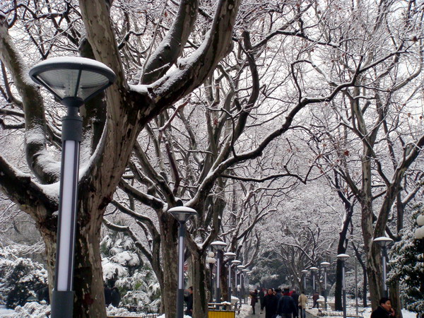 雪在城市 摄影 天地悠悠