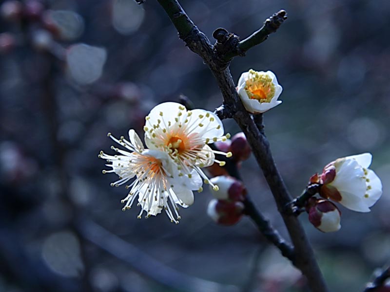 梅花 摄影 勤学