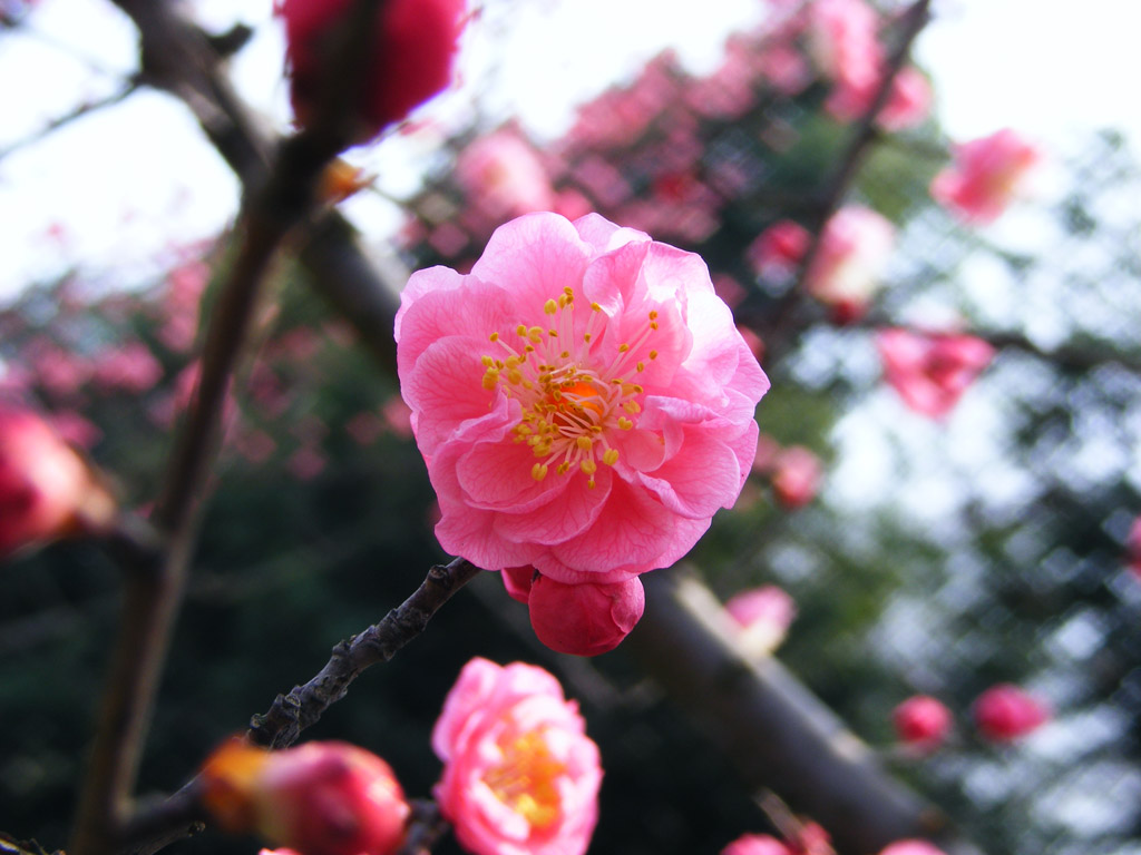 校园 花 摄影 小浩