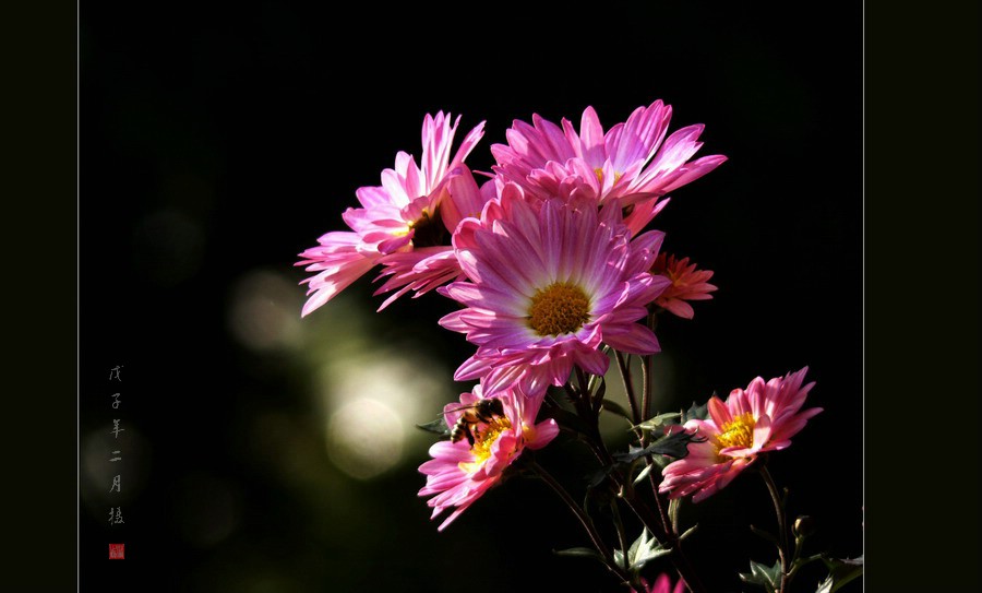 《菊花》系列——蜜蜂与花 摄影 沙漠之驼