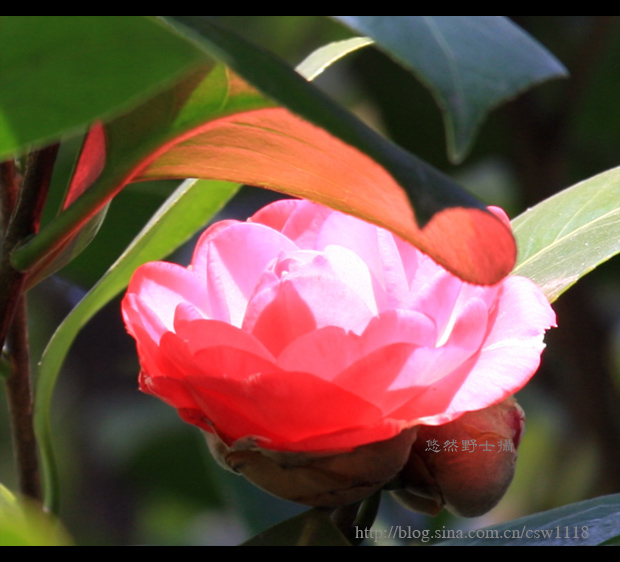 花对叶的情语 摄影 悠然野士