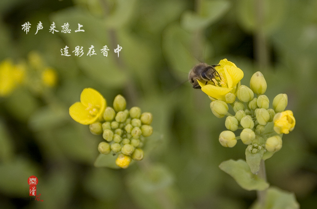 甜蜜 摄影 秦月汉风