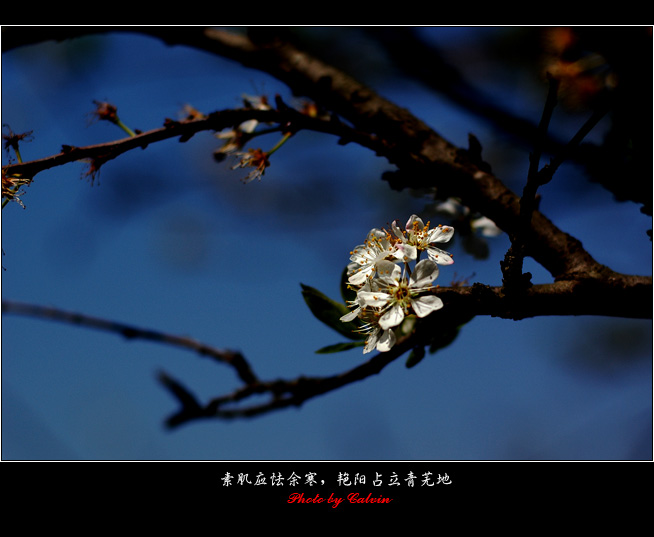 梨花似雪 摄影 失手