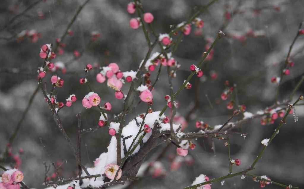 春梅挂雪 摄影 老驴16