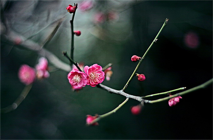 梅花 摄影 迎瑞