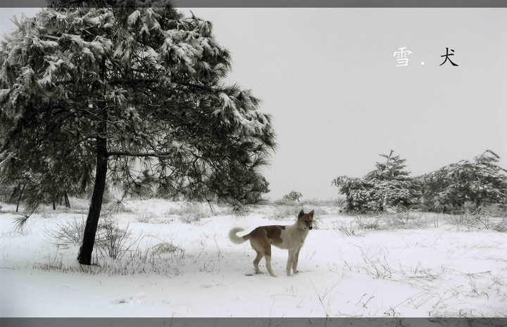 雪 。犬 摄影 金三摄郎