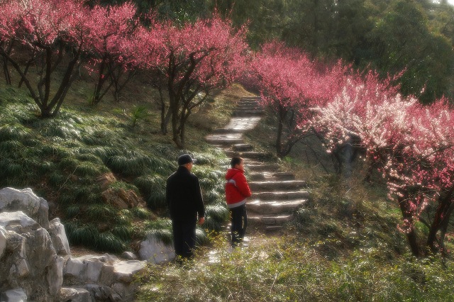 山前梅花树树红 摄影 闲云出岫