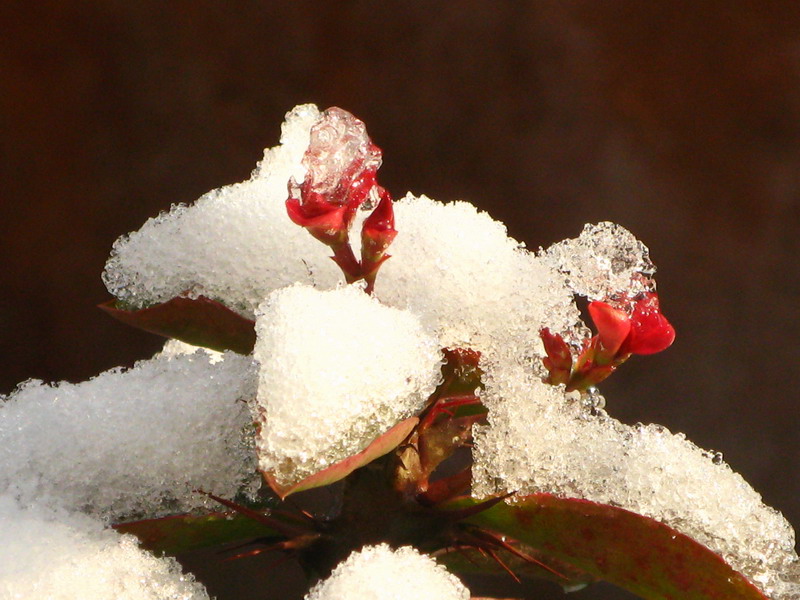 红花点点冰雪中 摄影 绿叶