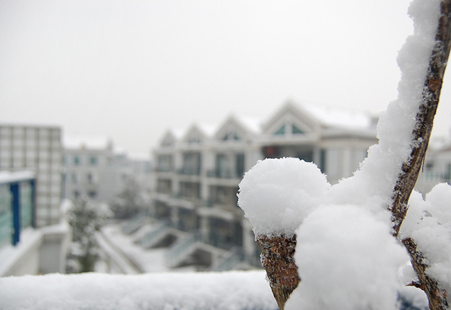 雪白（2） 摄影 小毛头