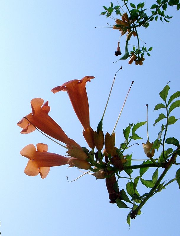 凌霄花 摄影 zqslp2008