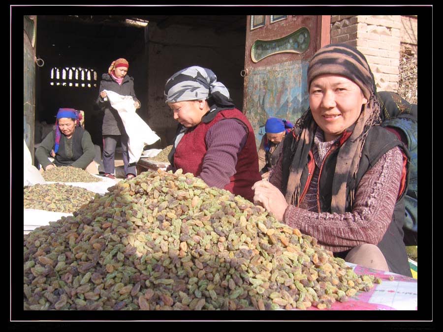 捡葡萄干的维吾尔族妇女 摄影 大漠情缘