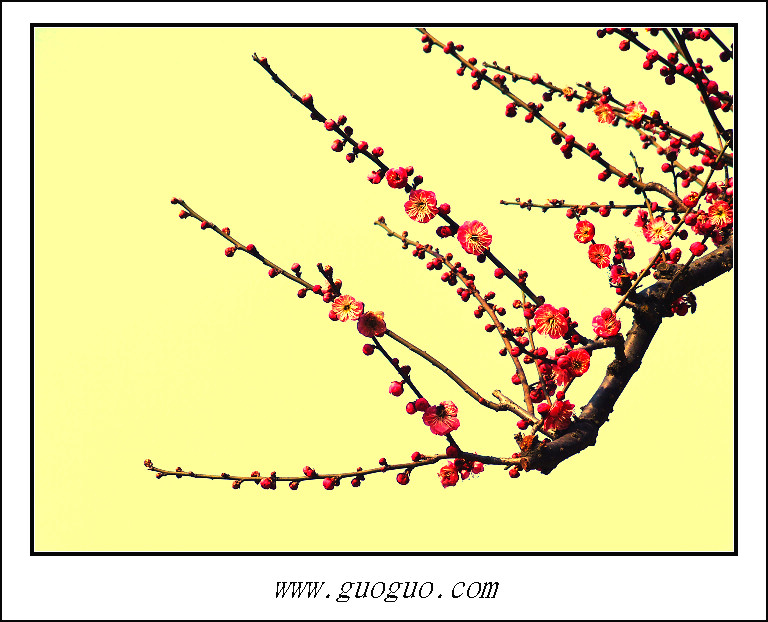 红梅报春(5) 摄影 向望