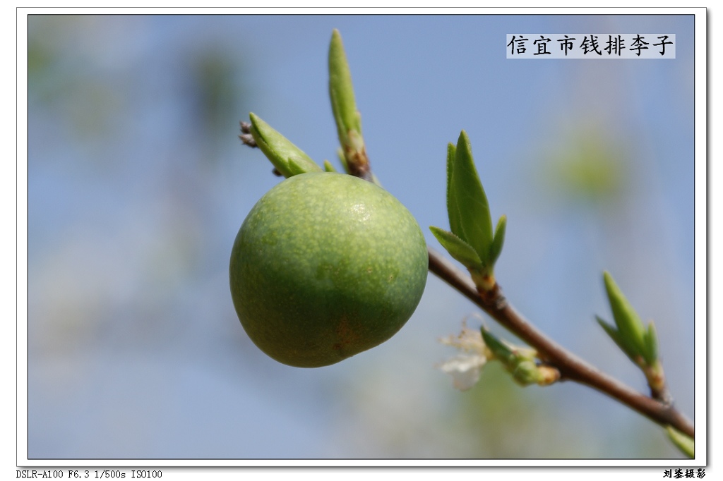 李子 摄影 刘鎏