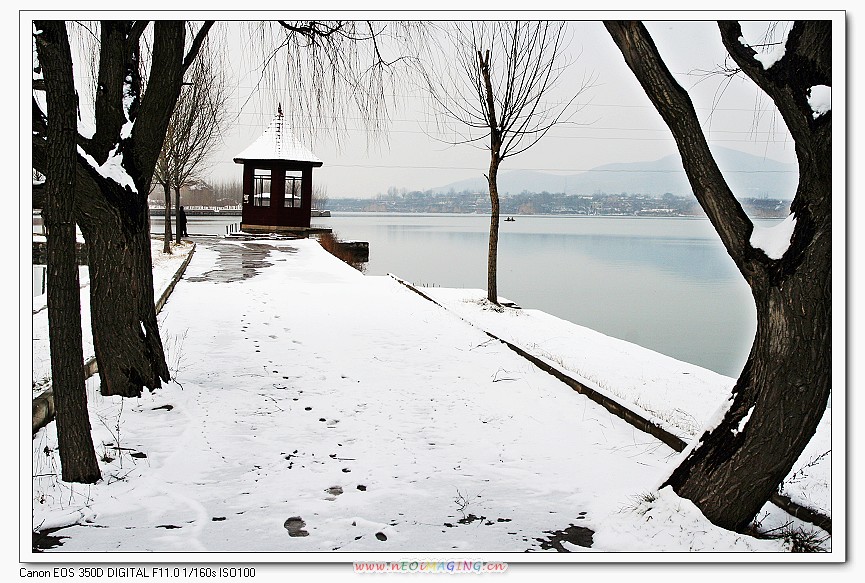 雪景 摄影 寒柳