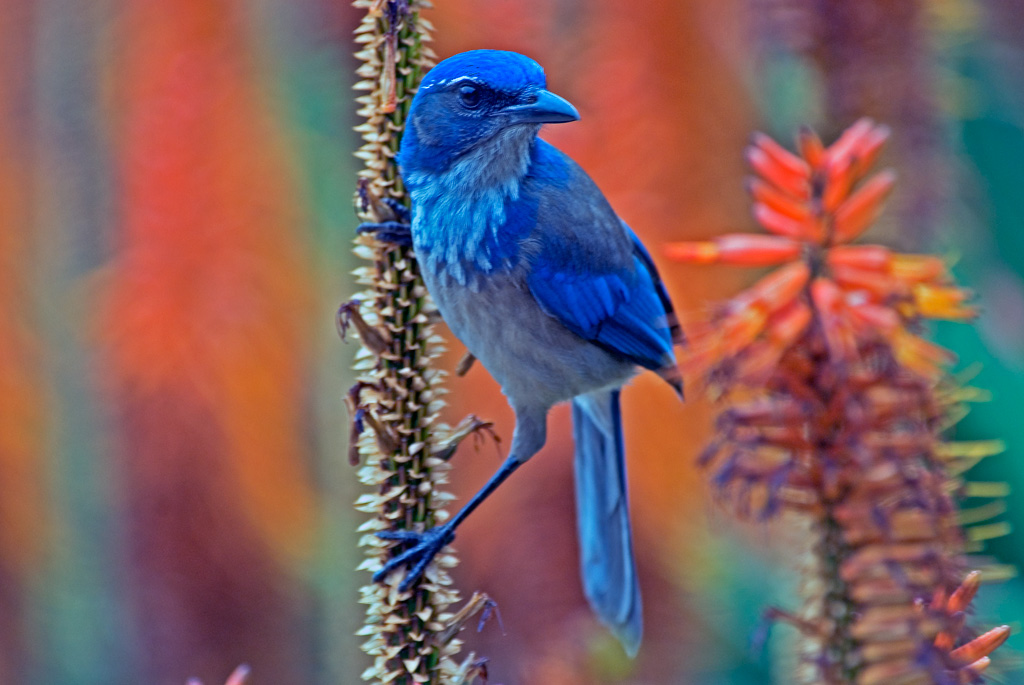 Scrub Jay 摄影 fengsheng