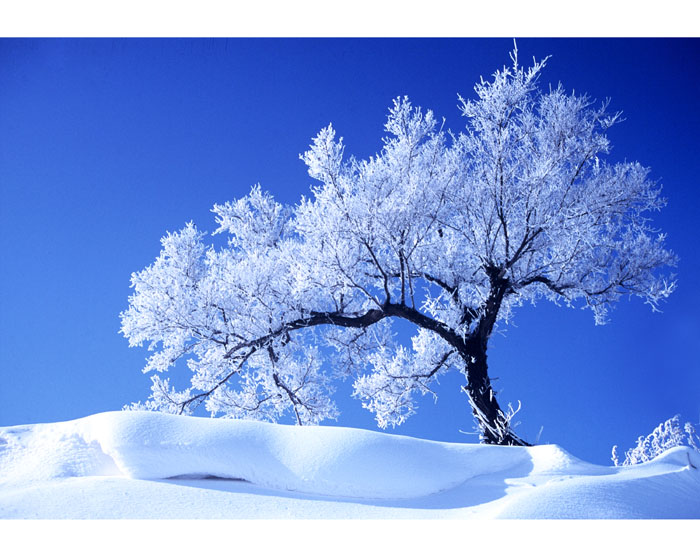 雾淞 摄影 雪心