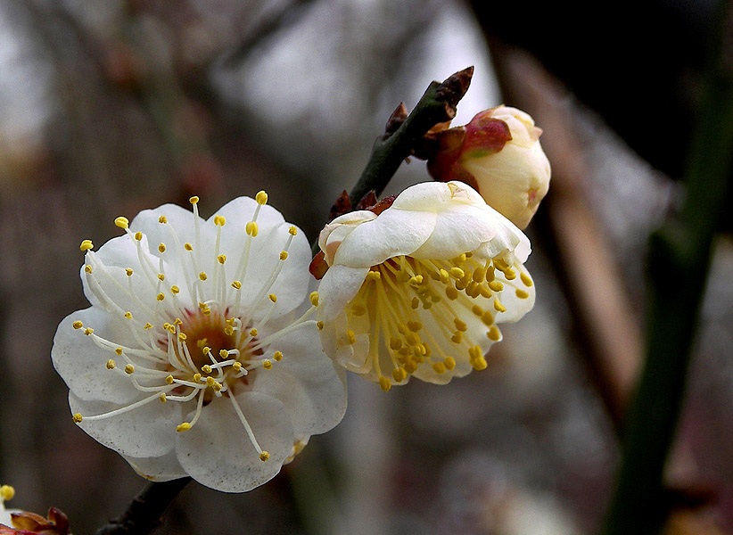 节节高 摄影 长林头角