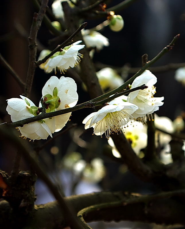 春之花 摄影 冰之炫