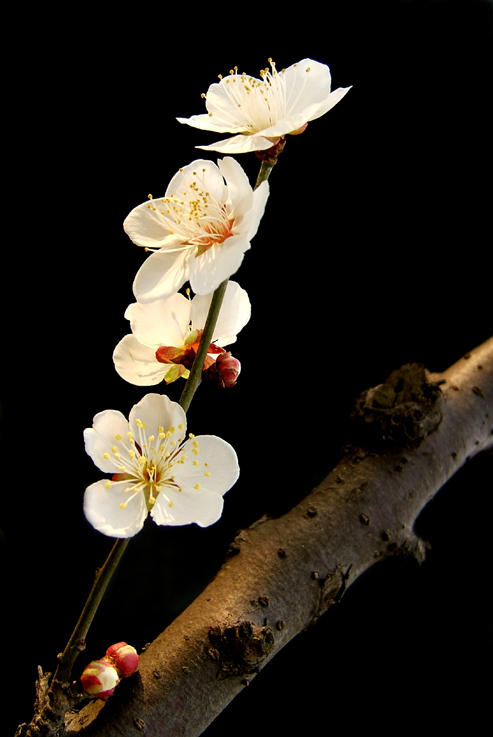 一剪梅 摄影 gaoli