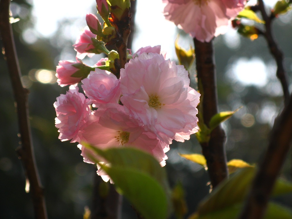 樱花情 摄影 HotaruC