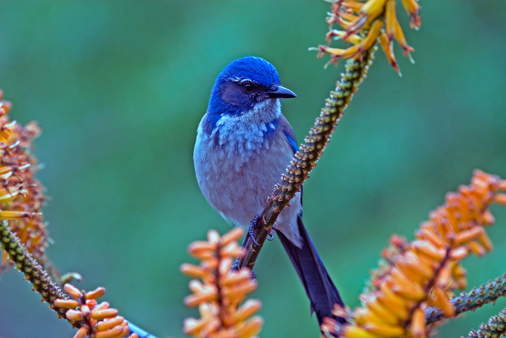 Scrub Jay 摄影 fengsheng