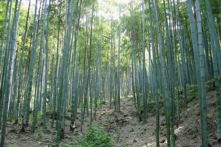 竹林 摄影 老自在