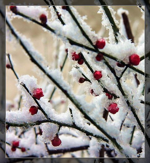 任冰雪肆虐  用红心坚守 摄影 粒沙片石