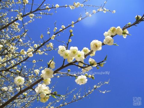 花枝招展笑春风 摄影 雅俗一笑