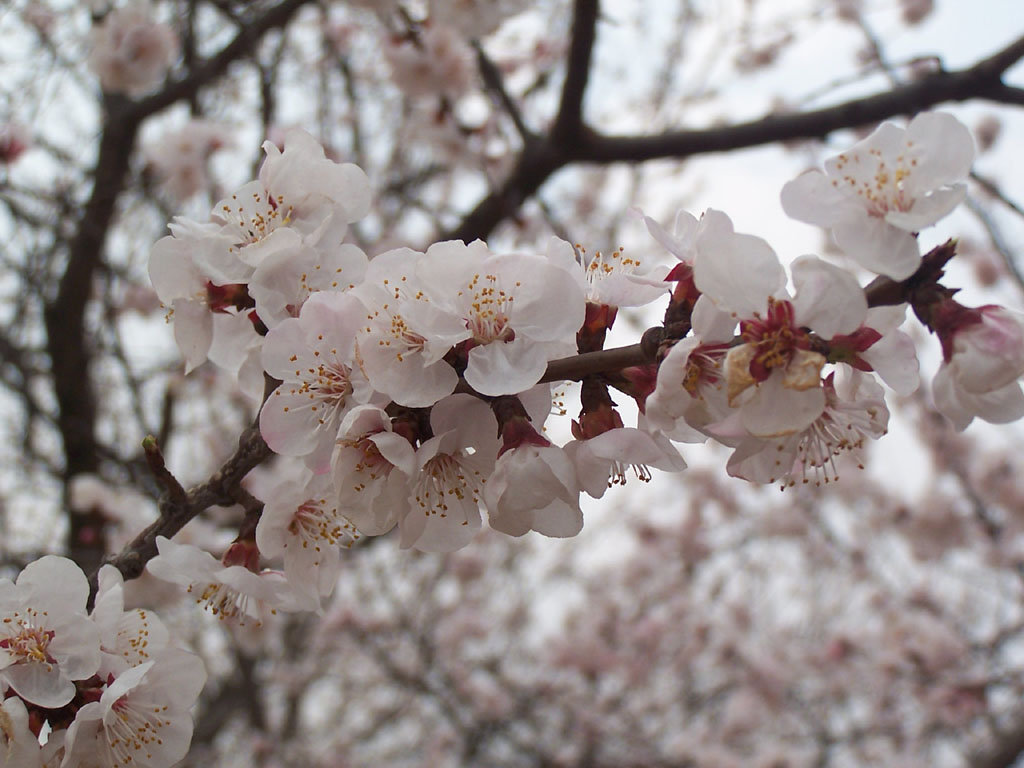 桃花 摄影 敏军