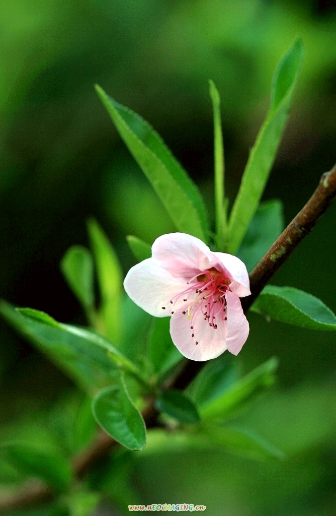 三月桃红 摄影 初试锋芒