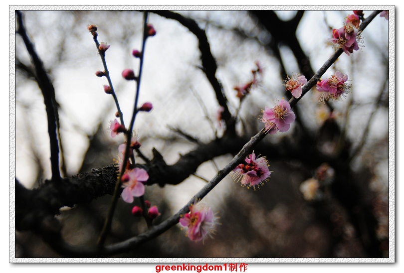 蜡梅迎春之二 摄影 greenkngdom