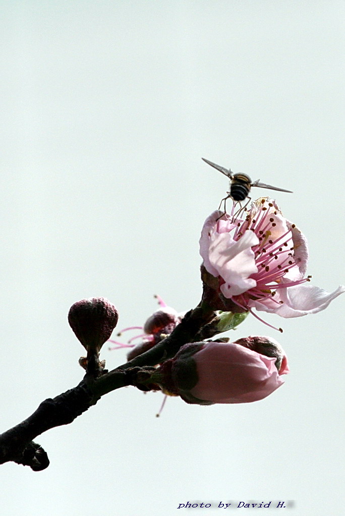 蜂戏桃花 摄影 黄大为