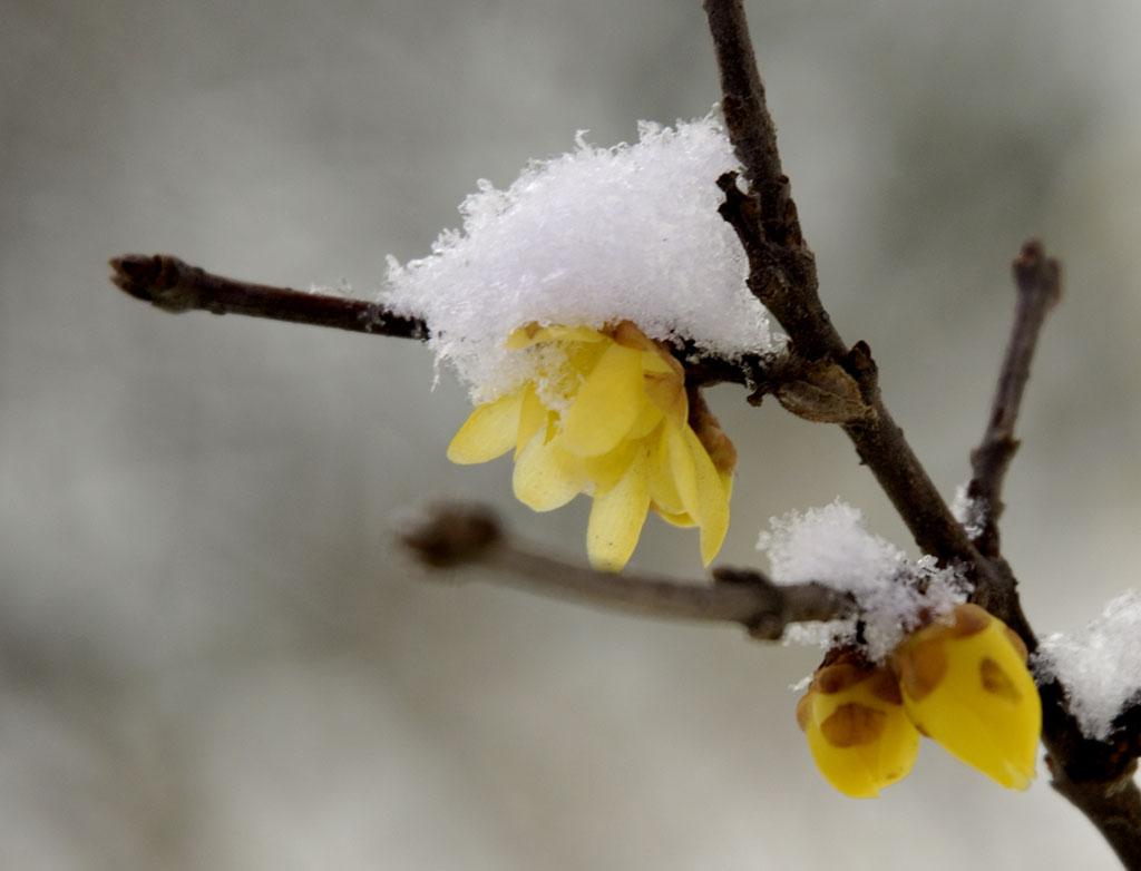 梅与雪 摄影 梦杳