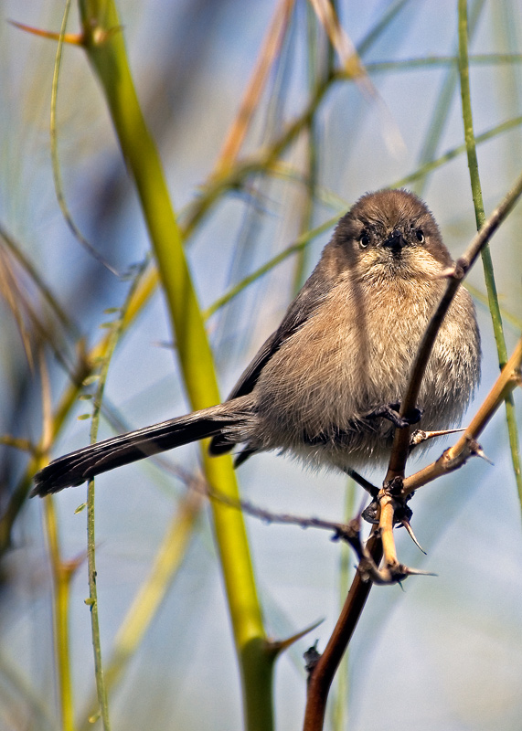 wrentit-05 摄影 fengsheng