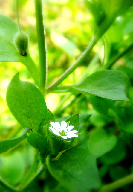 一朵小花 摄影 身邊峟袮