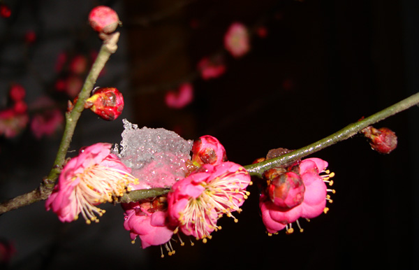 傲雪红梅 摄影 吉祥鸟