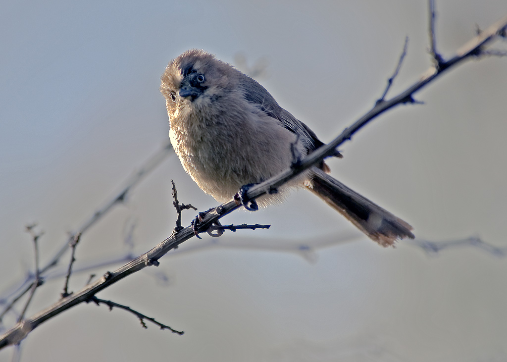 wrentit-04 摄影 fengsheng