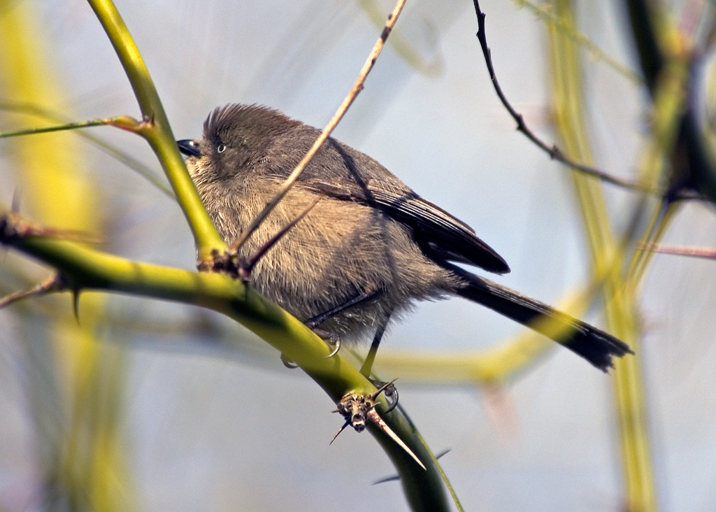 wrentit 摄影 fengsheng