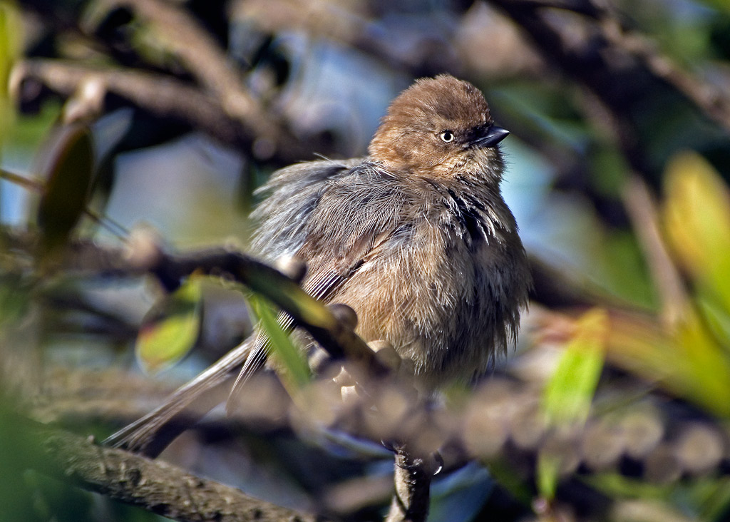 WRENTIT 摄影 fengsheng