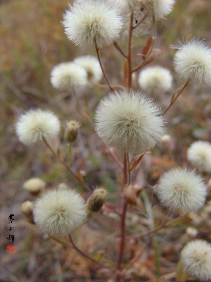 绒花 摄影 yulindaye