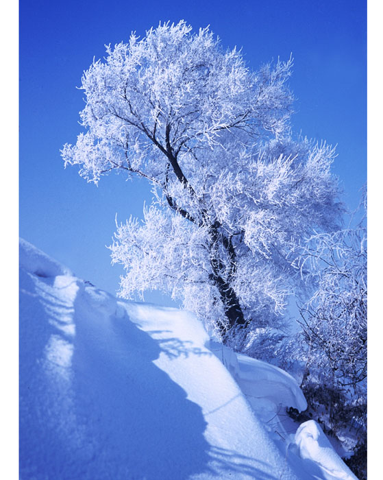 雾淞 摄影 雪心