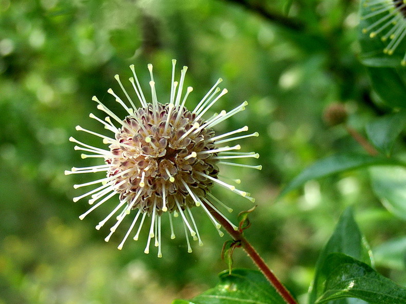 花团 摄影 石崭