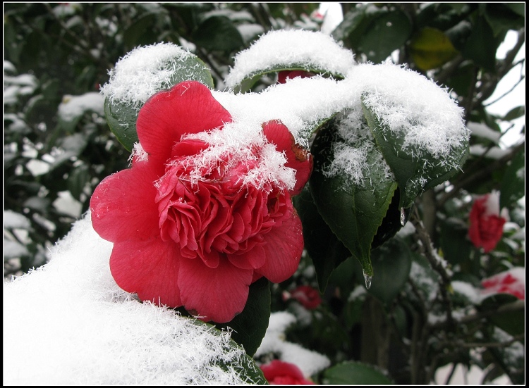 雪中花 摄影 武文ABC